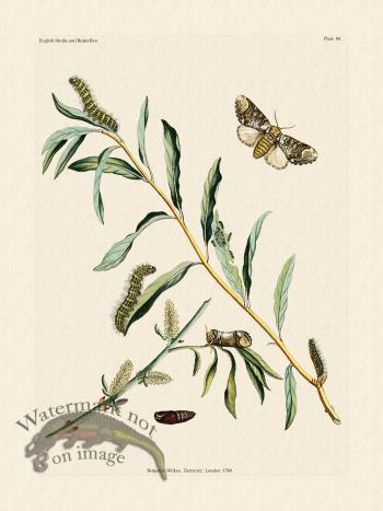 Wilkes Butterflies 080
